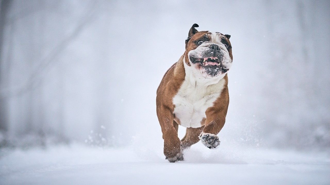 It May Be Too Cold To Walk Your Dog According To Vets