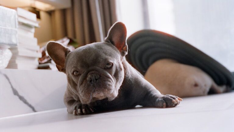 These 6 Dog Breeds Are Surprisingly Quiet, While 4 Others Love to Chat All Day Long