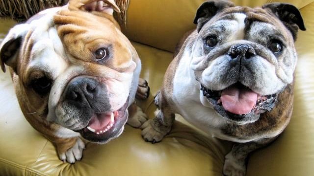 You Won’t Believe How Patient These 9 Dog Breeds Are, Unlike the 5 Who Test Your Limits