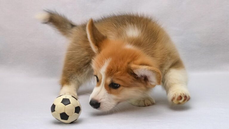 These 7 Dog Breeds Are Canine Comedians, While 3 Others Are Strictly Business