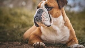 Some Dog Breeds Are Always Up for Adventure; These 6 Prefer a Cozy Couch