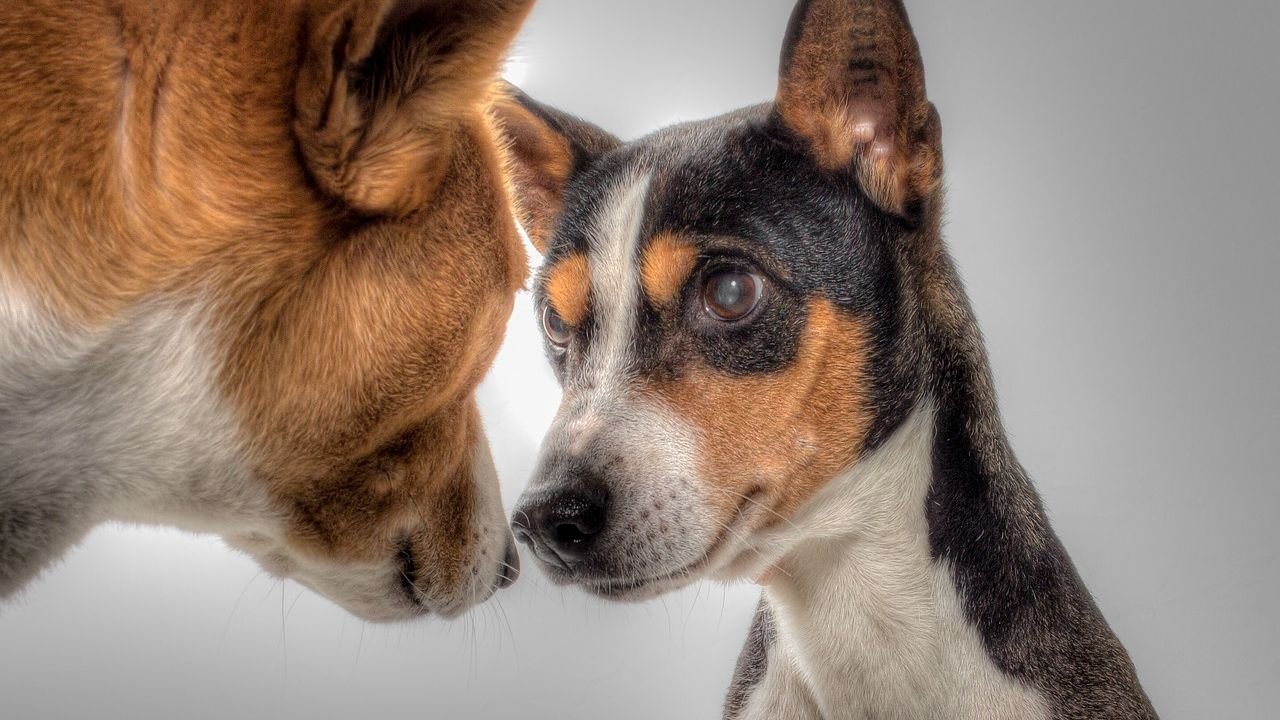 These 6 Dog Breeds Have Legendary Loyalty, While 4 Others Are a Bit More Fickle