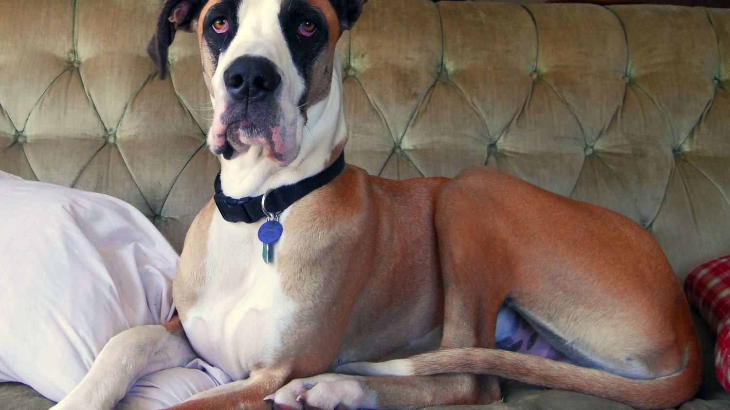 These 7 Dog Breeds Are Perfect for Apartment Living; 5 Others Need Wide Open Spaces