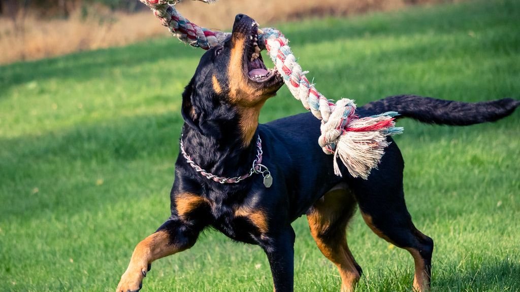 These 9 Dog Breeds Thrive on Routine, While 4 Others Embrace Spontaneity