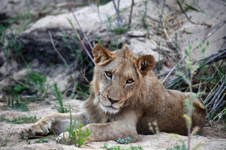 Targeted Poaching for Body Parts Emerges as Critical Threat to African Lions