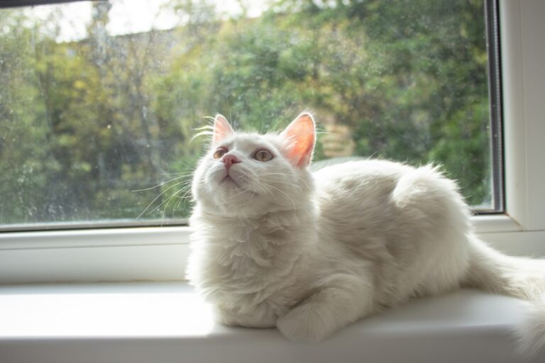 Researchers Reveal Why Your Cat’s Purr Is More Unique Than Its Meow