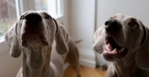 How To Get Your Dog Used To Having Their Teeth Brushed