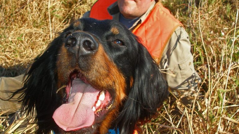9 Dog Breeds That Are Known for Their Gentle Mouths (And 6 That Love a Good Chew)