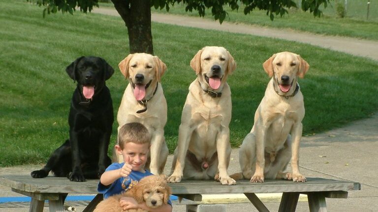 8 Dog Breeds That Excel in Obedience Competitions (And 4 That March to Their Own Drum)