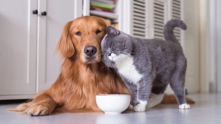 7 Dog Breeds That Are Natural Watchdogs (And 5 That Would Befriend an Intruder)
