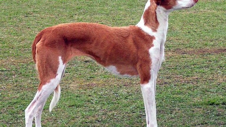 10 Dog Breeds That Thrive in Hot Climates (And 5 That Prefer the Winter Chill)