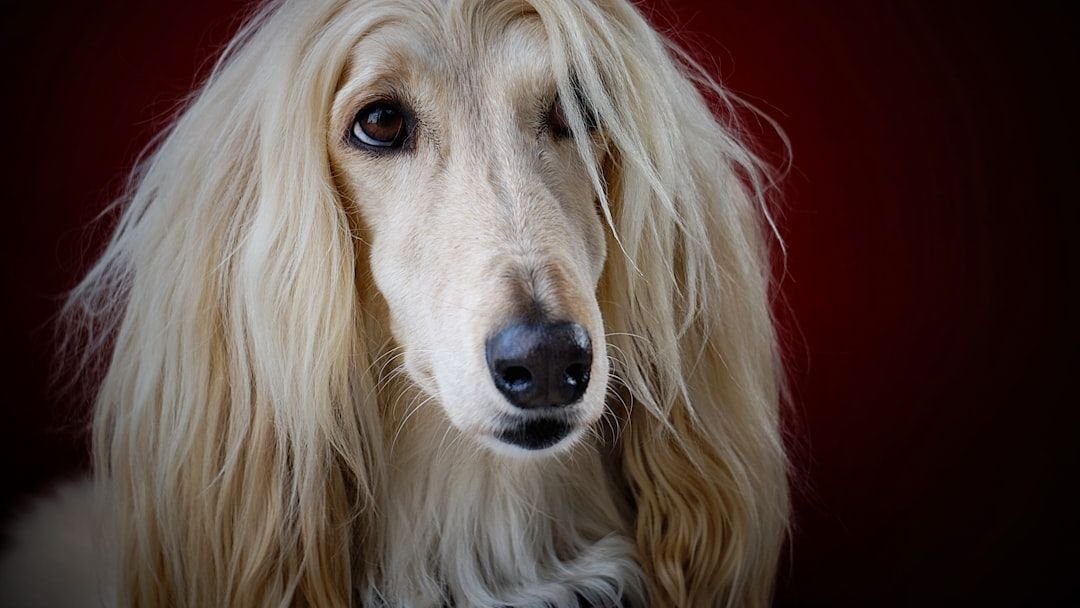 7 Dog Breeds That Are Easy to Groom (And 5 That Require a Dedicated Salon Day)