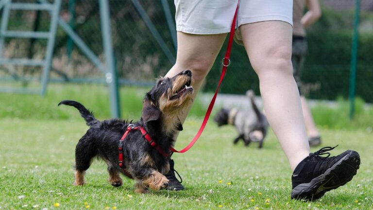 How to Gently Correct Your Dog Without Shouting: A Positive Reinforcement Guide