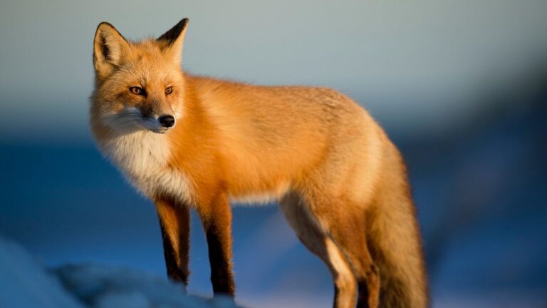 How Non Native Red Foxes Are Disrupting the Ecosystem of Sierra Nevada