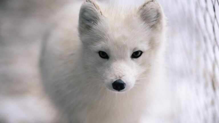 Why The Red Fox Is An Ecological Threat To Arctic Foxes Of St. Matthew Island