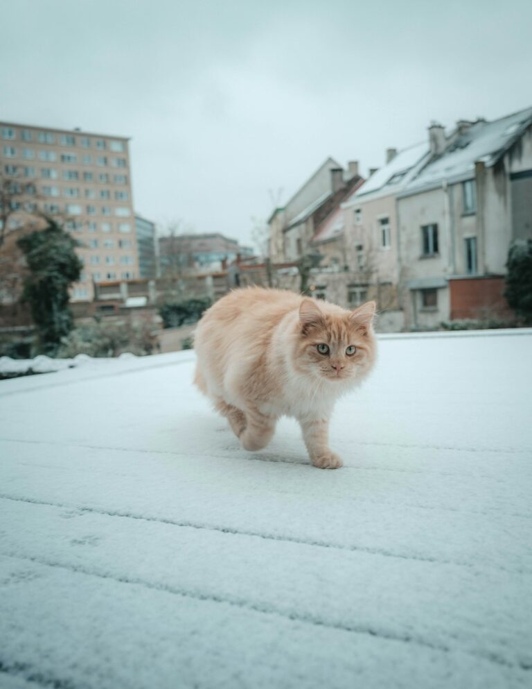 Learn How to Protect Stray Cats in Cold Weather