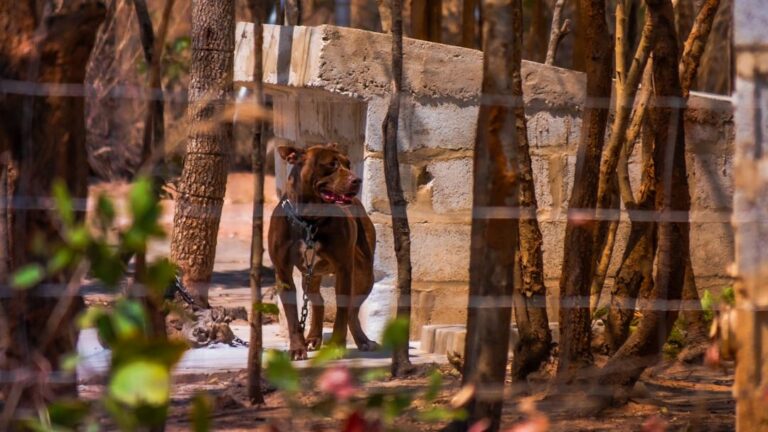 Chained Pit Bull's Epic Turnaround: 13 Years of Neglect End in Pup Cups and Unwavering Love