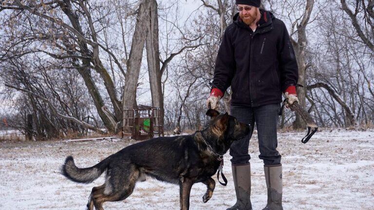 The Zodiac Signs Most Likely To Bond With German Shepherds
