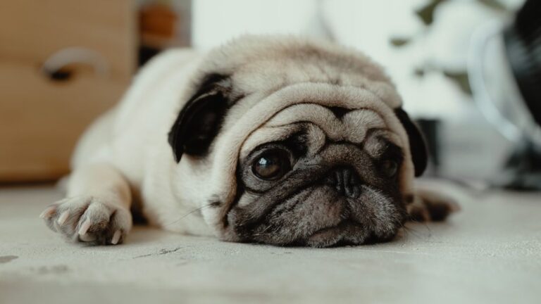The Truth About 'Bad' Dogs: It's Often About Misunderstood Behavior