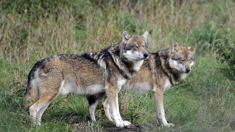 Why Wolves Are Essential to Healthy Ecosystems - What Yellowstone Taught Us