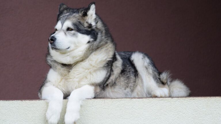 The Zodiac Signs Most Compatible With Outdoor Dog Breeds