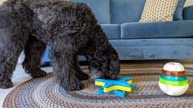 10 Signs of a Bad Dog Owner
