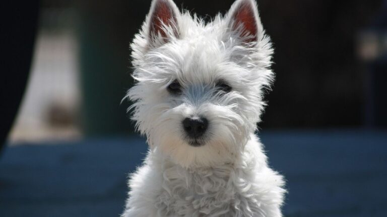 8 Fearless Small Dog Breeds