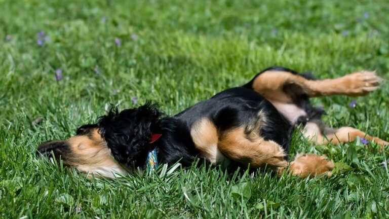 Why You Need To Treat Your Dog Like a Dog