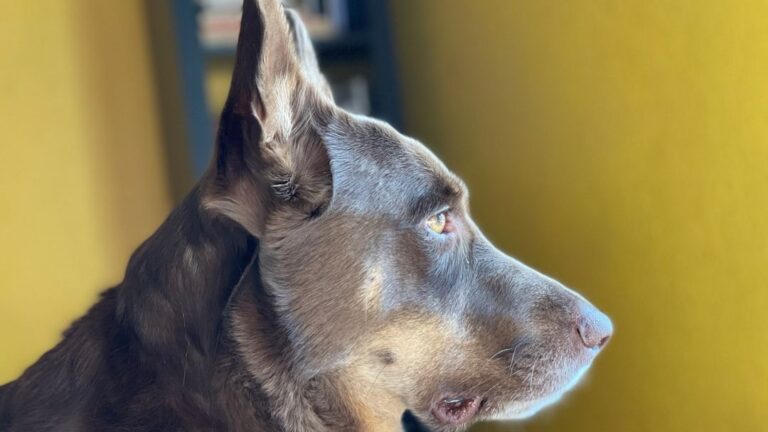 Some Dog Breeds Possess an Instinctual Protective Nature That's Truly Remarkable