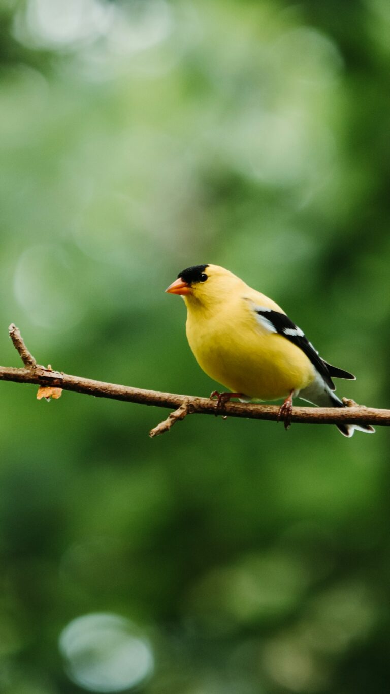 Backyard birders can help protect neighborhood flocks