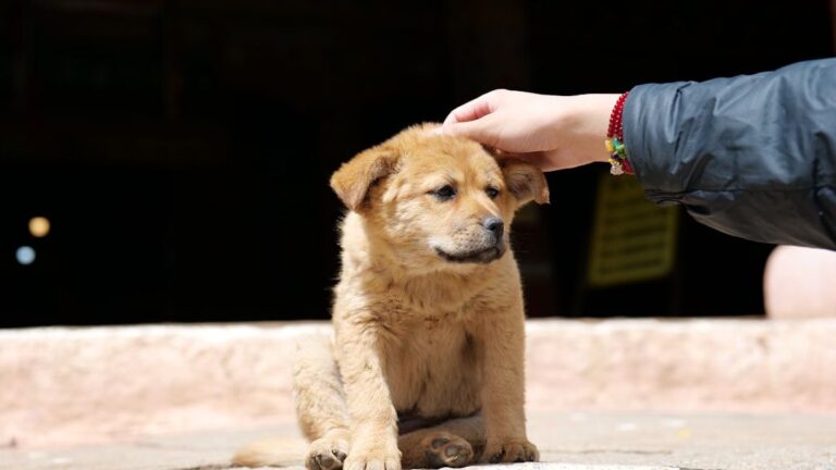 Tiny Puppy Becomes Devoted Guide for Blind Senior Sister in Heartwarming Daily Ritual