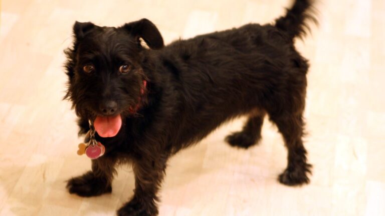 Dogs Have a Secret Language of Tail Wags, And You're Probably Missing Half of It
