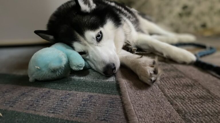 The Way Your Dog Plays With Toys Can Tell You About Their Past and Personality