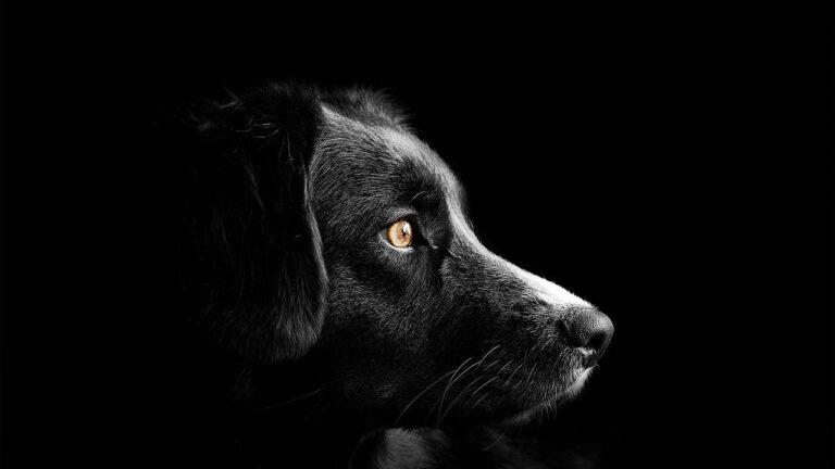 Border Collie Phoebe's Remarkable Turn from Kitten Terror to Devoted Foster Super Mom