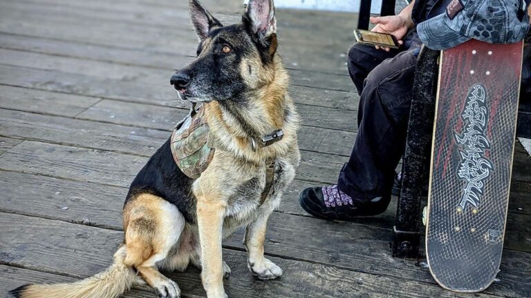 6 Reasons Why Your Dog Might Be Ignoring You (And How To Get Their Attention Back)