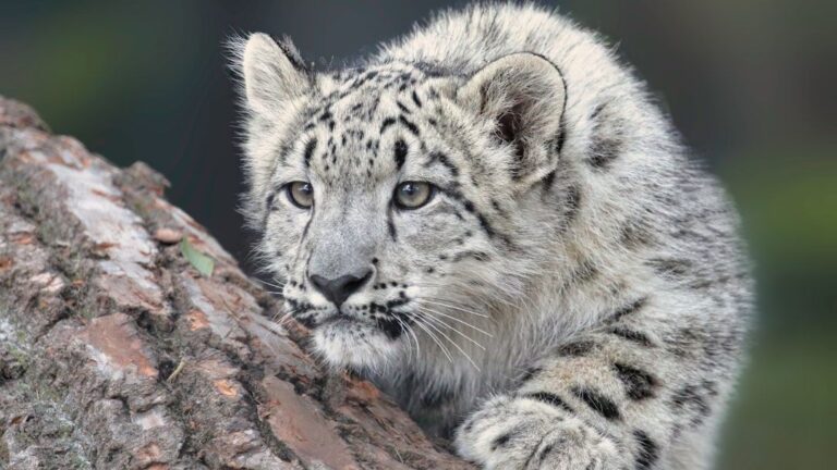 Rare Encounter: Four Snow Leopards Captured Together in Pakistan's Hushe Valley