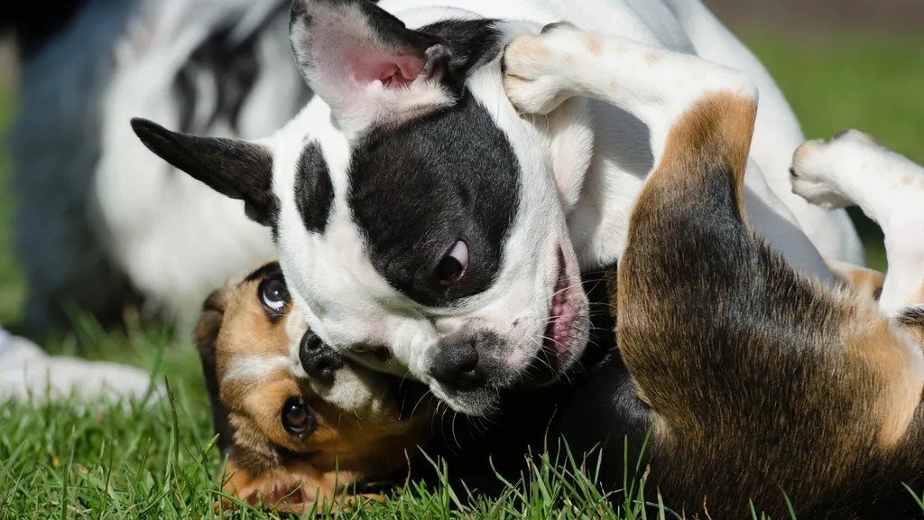 The Hidden Health Issues of French Bulldogs What Every Owner Needs to Know