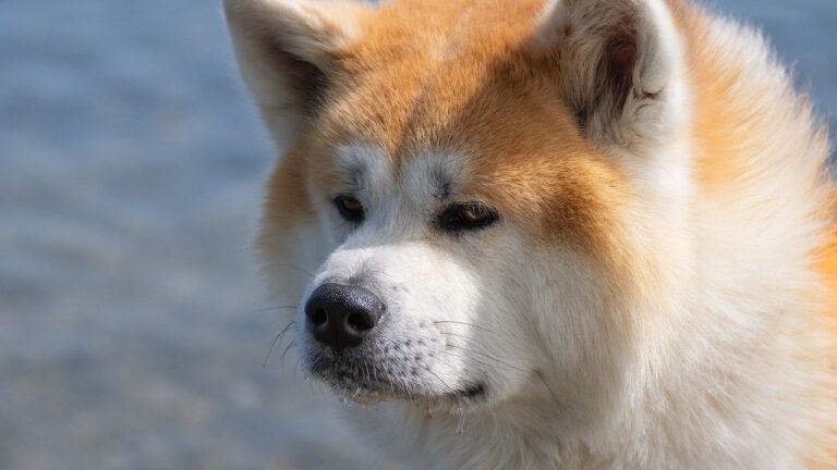 8 Dog Breeds That Form Incredibly Strong Bonds (And 5 That Are Fiercely Independent)