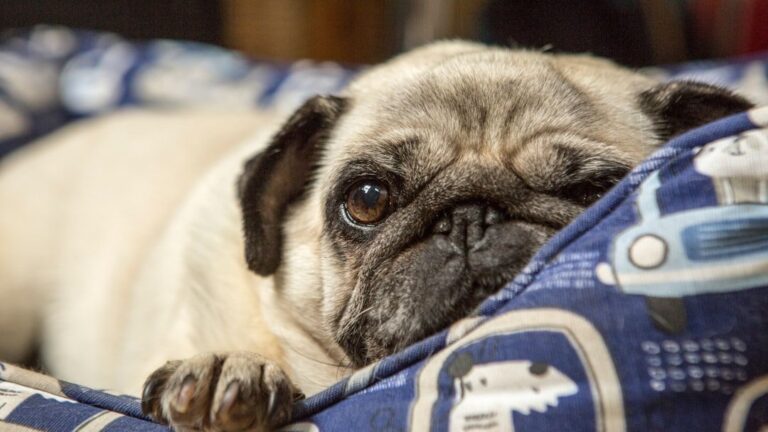 10 Dog Breeds That Require Extreme Consistency to Potty Train
