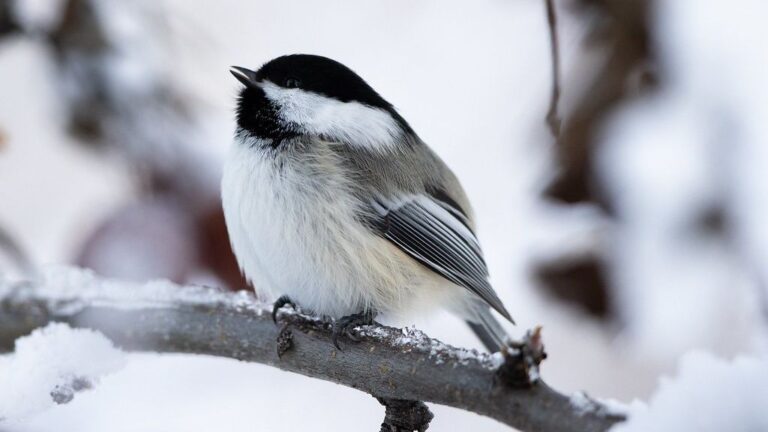 10 Incredible Birds You Can Spot in Your Own Backyard