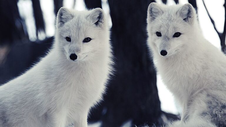 12 Fascinating Facts About The Arctic Fox