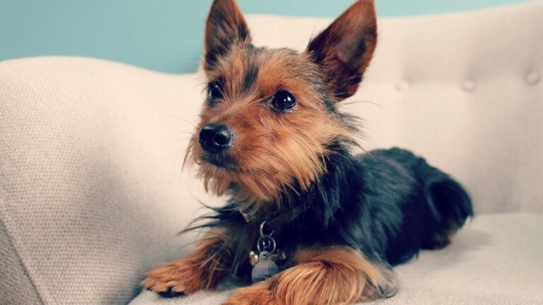 6 Dog Breeds Trainers Say Are the Hardest to Potty Train