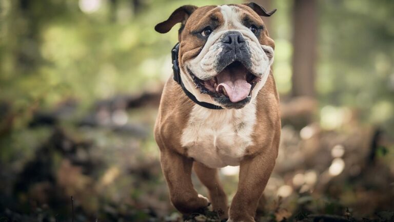 8 Dog Breeds Linked to the Highest Number of Owner Complaints