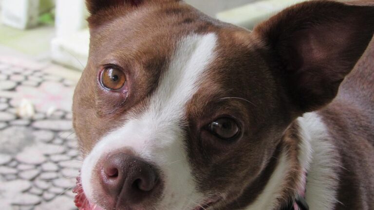 The Secret Language of Your Dog's Ears: What Every Tilt and Fold Means