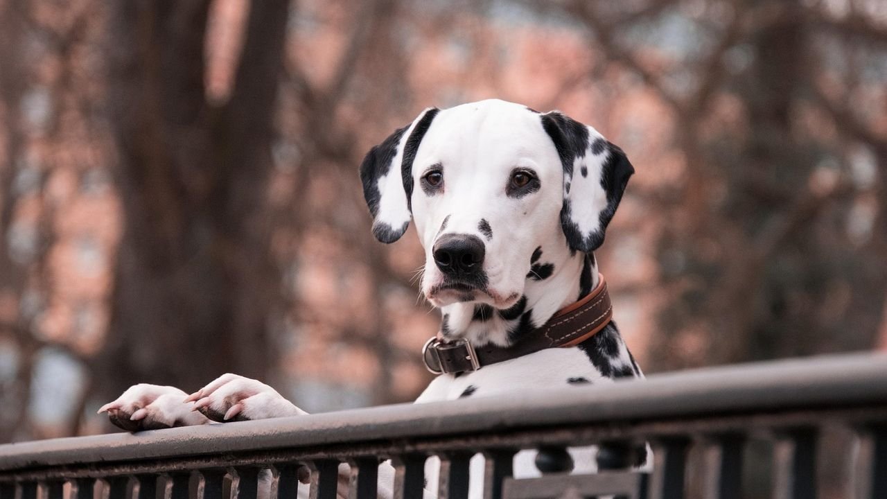 6 Dog Breeds Known for Unpredictable Temperaments