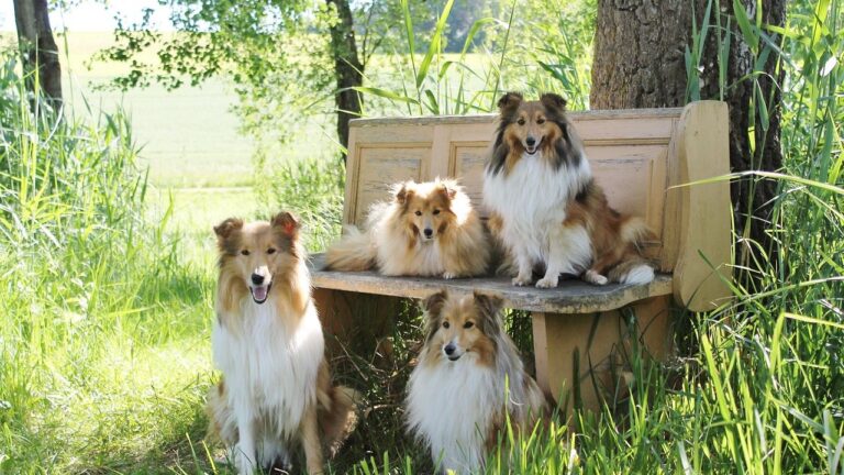 6 High-Risk Dog Breeds Prone to Fear-Based Aggression