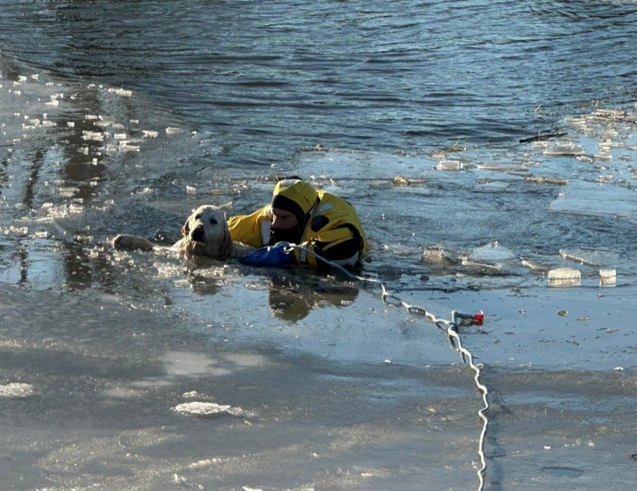 Golden Retriever Survives 30 Minutes in Freezing Water After Falling in Frozen Pond