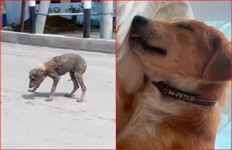 Hairless Street Stray Transforms to Fluffy Sensation