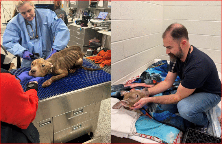 Rescuers Try to Save Desperate And Severely Ill Dog Who Is Too Weak to Stand