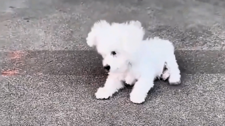 Blind Puppy’s Desperate Survival on Rocks Ends in Heartwarming Rescue and Loving Home